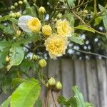 Rosa banksiae Blomst