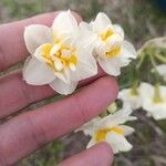 Narcissus tazetta Flor