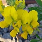 Crotalaria pallida Květ