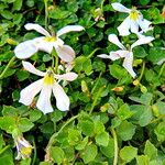 Lobelia angulata Flor