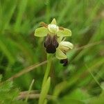 Ophrys sulcata Fula