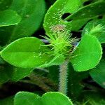 Blepharis maderaspatensis Flower