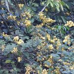 Davilla nitida Yeri