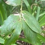 Vaccinium padifolium Leaf