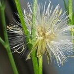 Symphyotrichum subulatum Fruit