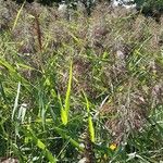 Phragmites australis Hábito