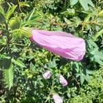 Hibiscus striatus Flower