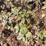 Rhododendron augustinii Hoja