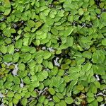 Salvinia biloba Hoja
