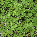 Salvinia biloba Folha