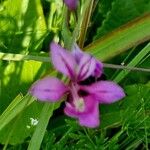 Gladiolus imbricatus Цвят