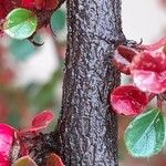 Cotoneaster horizontalis Bark