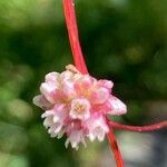 Cuscuta europaea Kukka