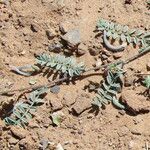 Astragalus eremophilus Leaf