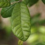 Combretum constrictum Leaf