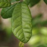 Combretum constrictum Deilen