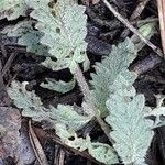 Teucrium scordium Blad