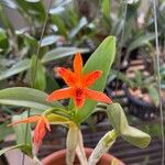 Guarianthe aurantiaca Blüte