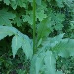 Cephalaria gigantea Leaf