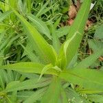 Lactuca virosa Leaf