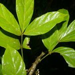 Paullinia pinnata Leaf