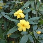 Jasminum mesnyiÇiçek