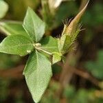 Blepharis maderaspatensis Leaf