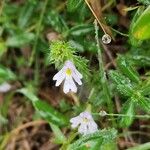 Euphrasia officinalisBlüte