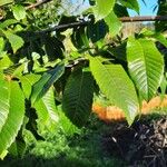 Castanea sativa 叶