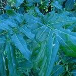 Castanospermum australe Лист