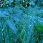 Castanospermum australe Leaf