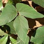 Mucuna pruriens List