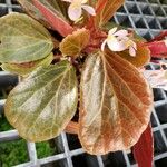 Begonia blancii Hoja