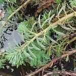 Myriophyllum aquaticum Ліст