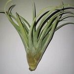 Tillandsia paucifolia Frunză