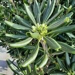 Pittosporum tobira Blatt