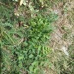 Pimpinella saxifragaHoja