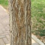 Dalbergia sissoo 树皮
