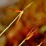 Carex pauciflora Habit