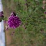 Carduus crispus Flower