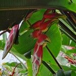 Heliconia rostrata Çiçek