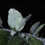 Begonia hispida Blatt