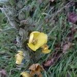 Verbascum thapsus Kwiat