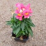 Antirrhinum majus Floare