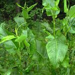 Rumex cristatus موطن