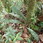Asplenium serratum Alkat (teljes növény)