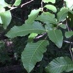 Nothofagus alpina Otro