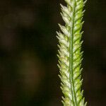 Eleusine indica Fruit