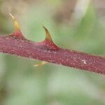 Rubus rigidus Φλοιός