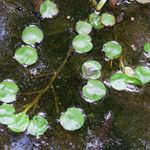 Pontederia diversifolia Foglia